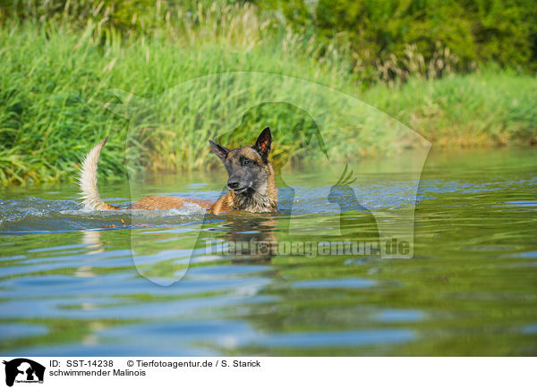 schwimmender Malinois / SST-14238