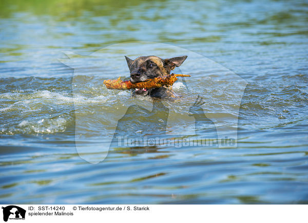 spielender Malinois / SST-14240