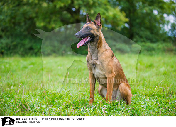 sitzender Malinois / SST-14818