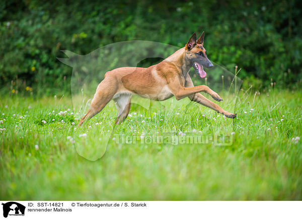 rennender Malinois / SST-14821