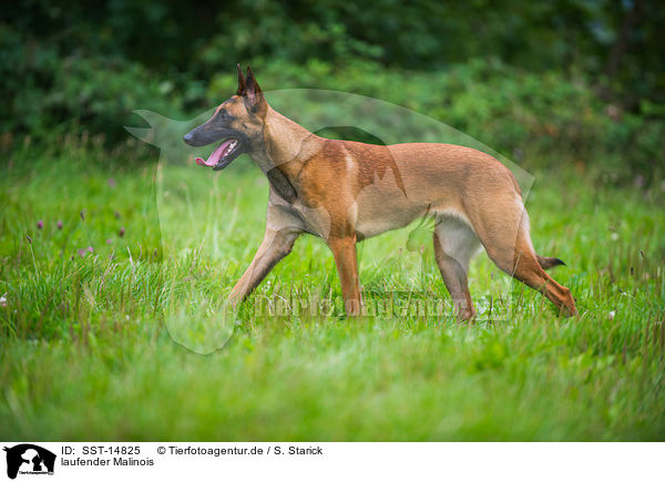 laufender Malinois / SST-14825