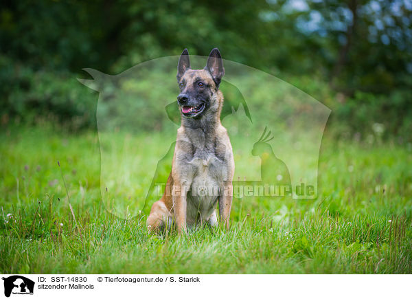 sitzender Malinois / sitting Malinois / SST-14830