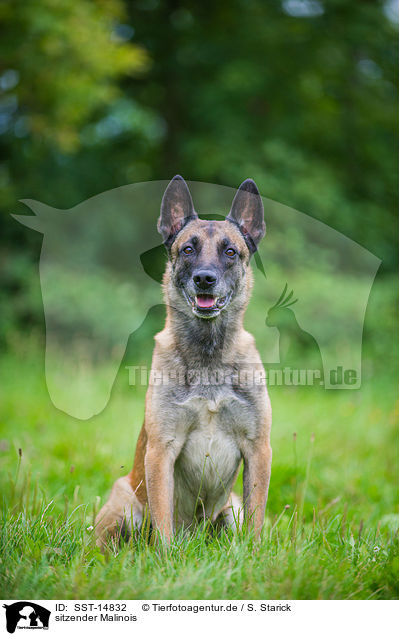 sitzender Malinois / SST-14832