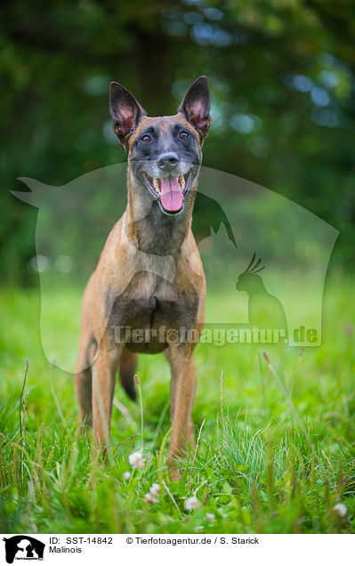 Malinois / Malinois / SST-14842