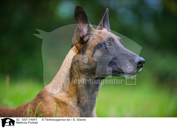 Malinois Portrait / Malinois Portrait / SST-14847