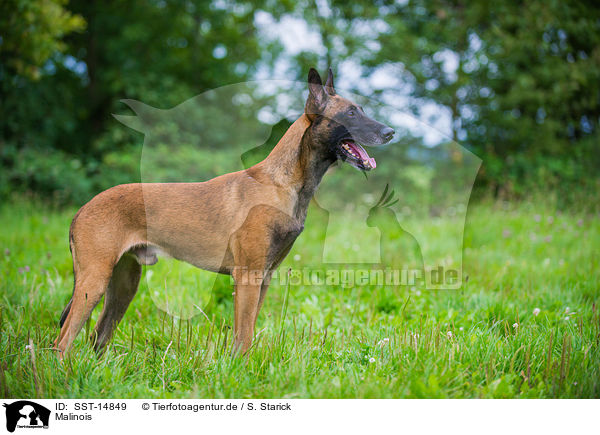 Malinois / Malinois / SST-14849