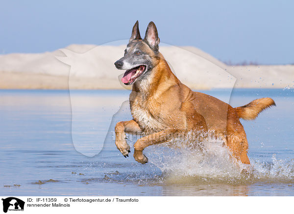 rennender Malinois / running Malinois / IF-11359