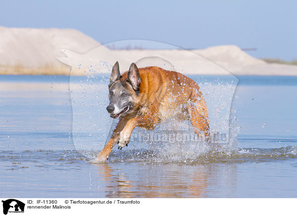 rennender Malinois / running Malinois / IF-11360