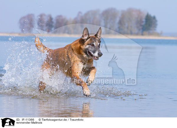rennender Malinois / running Malinois / IF-11366