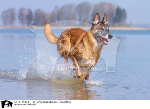 rennender Malinois / running Malinois / IF-11370