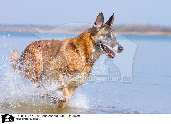 rennender Malinois / IF-11372