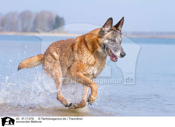 rennender Malinois / running Malinois / IF-11378