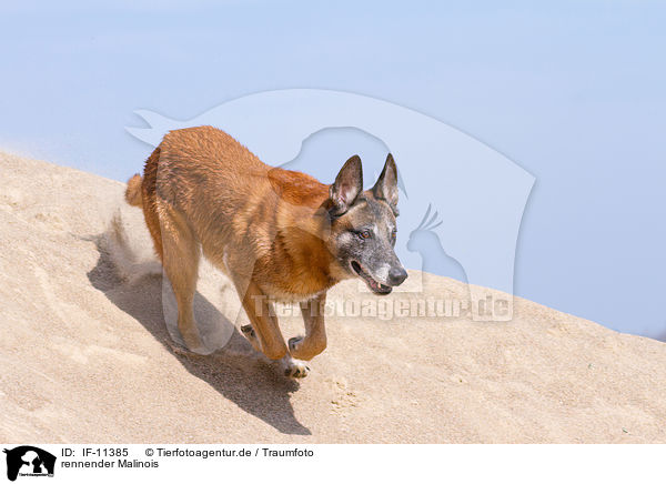 rennender Malinois / running Malinois / IF-11385