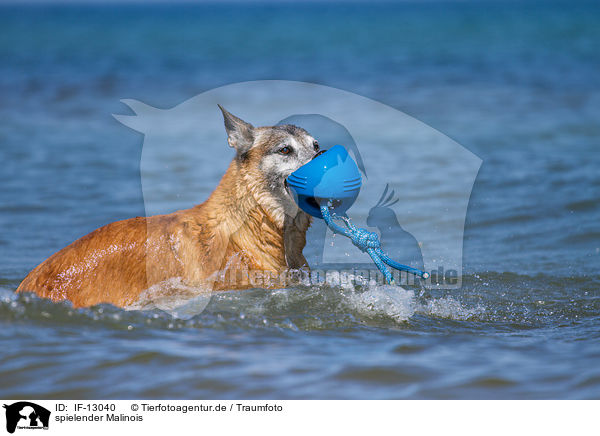 spielender Malinois / playing Malinois / IF-13040