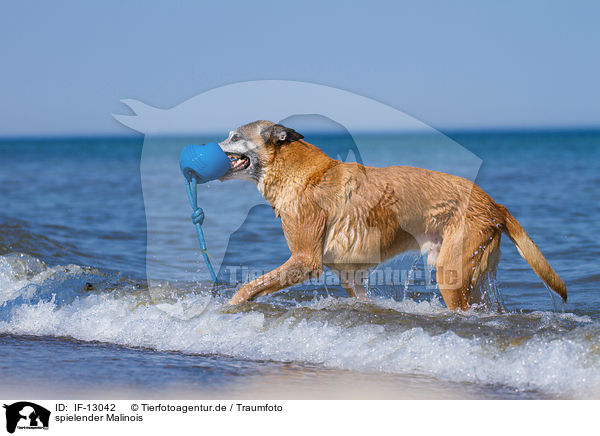 spielender Malinois / playing Malinois / IF-13042