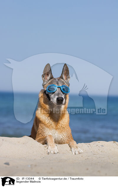 liegender Malinois / IF-13044