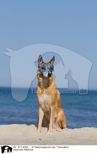 sitzender Malinois / IF-13046