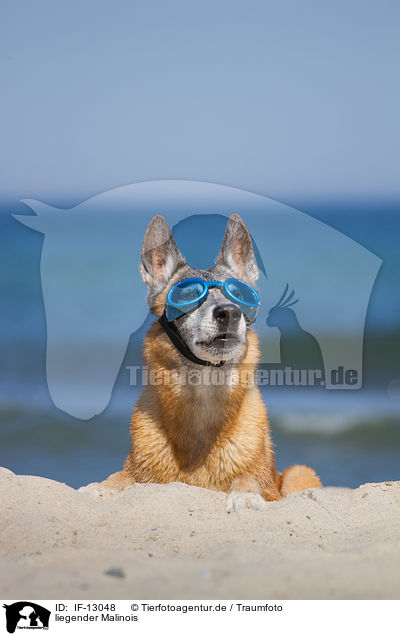 liegender Malinois / lying Malinois / IF-13048
