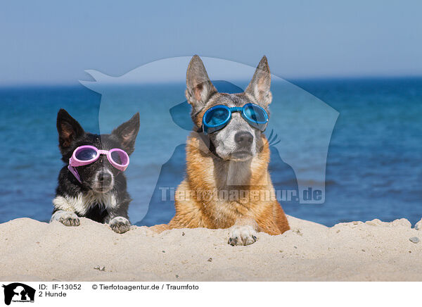 2 Hunde / 2 dogs / IF-13052