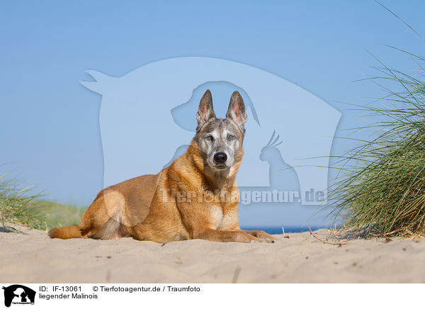 liegender Malinois / lying Malinois / IF-13061