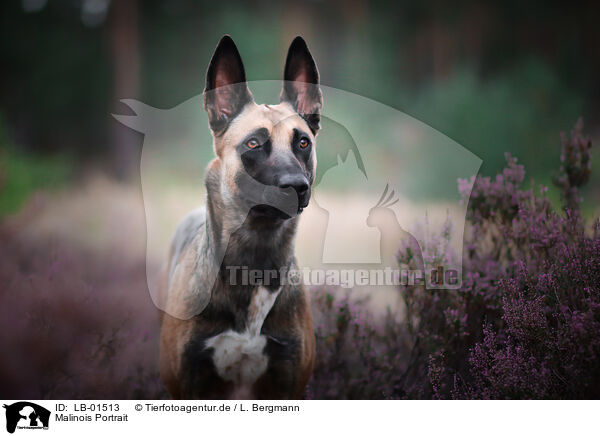 Malinois Portrait / Malinois Portrait / LB-01513