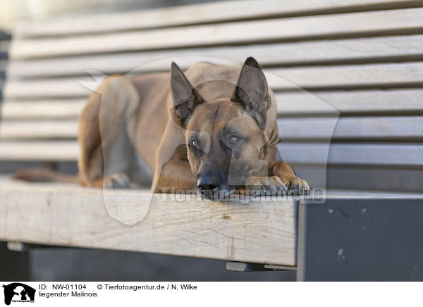 liegender Malinois / lying Malinois / NW-01104