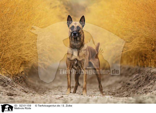 Malinois Rde / male Malinois / SZ-01159