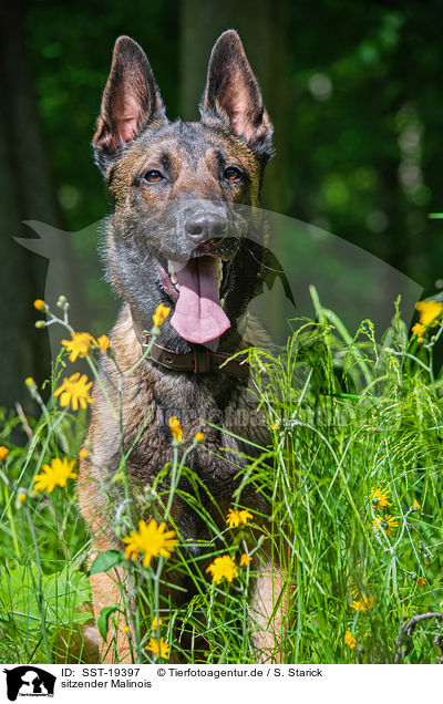 sitzender Malinois / SST-19397