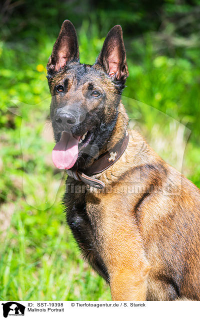 Malinois Portrait / SST-19398