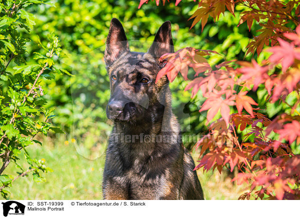 Malinois Portrait / SST-19399