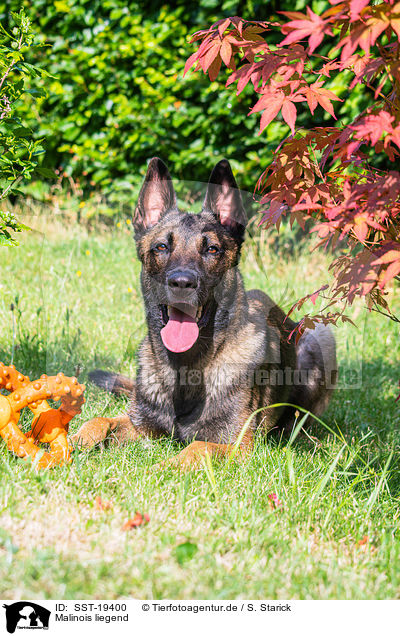 Malinois liegend / SST-19400