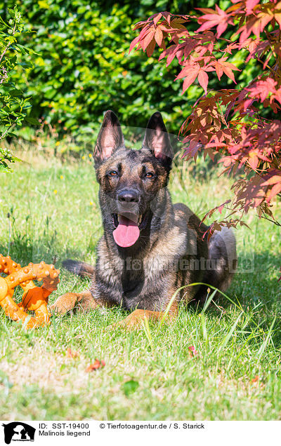 Malinois liegend / lying Malinois / SST-19400