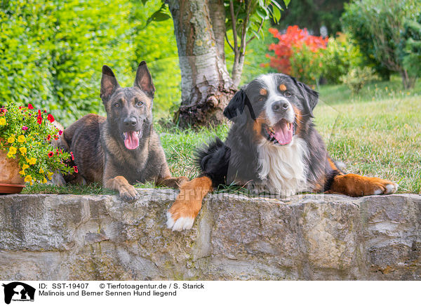 Malinois und Berner Sennen Hund liegend / SST-19407
