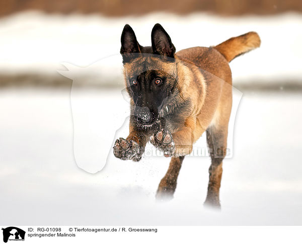 springender Malinois / RG-01098