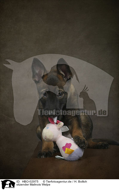 sitzender Malinois Welpe / HBO-02975