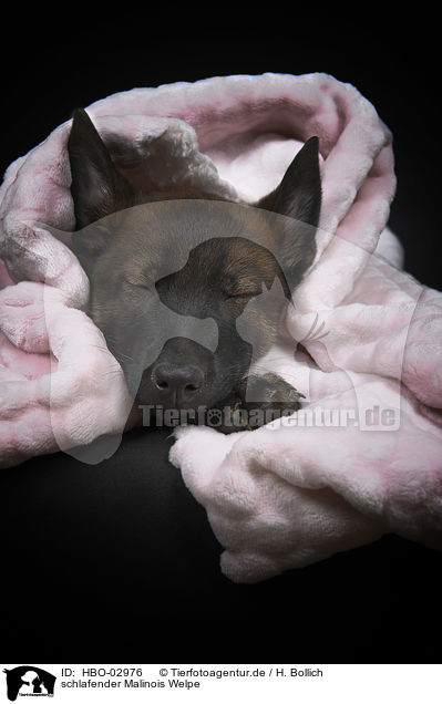 schlafender Malinois Welpe / HBO-02976