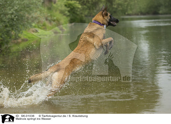 Malinois springt ins Wasser / Malinois jumps into the water / SK-01036