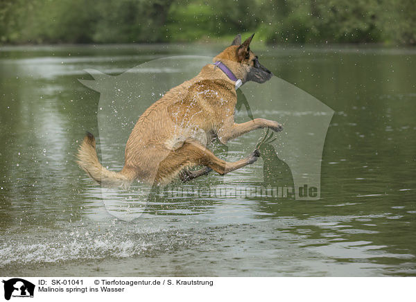Malinois springt ins Wasser / SK-01041