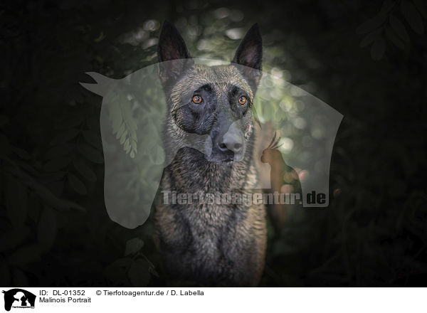 Malinois Portrait / DL-01352