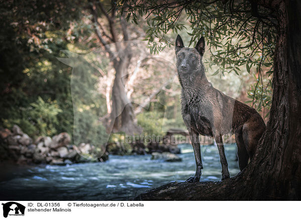 stehender Malinois / DL-01356