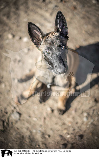 sitzender Malinois Welpe / DL-01366