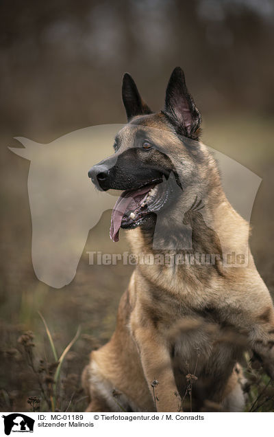 sitzender Malinois / MC-01189