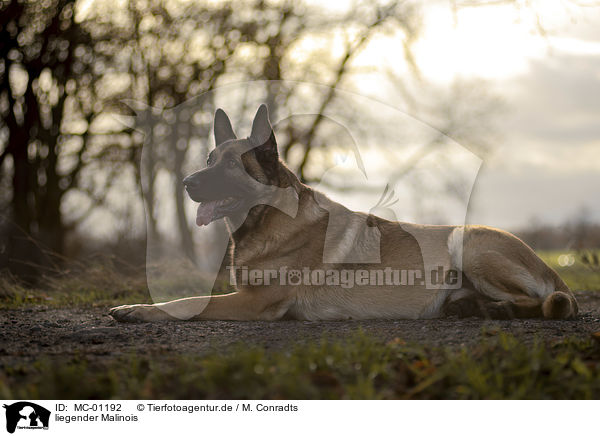 liegender Malinois / MC-01192
