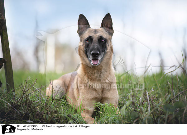 liegender Malinois / AE-01305