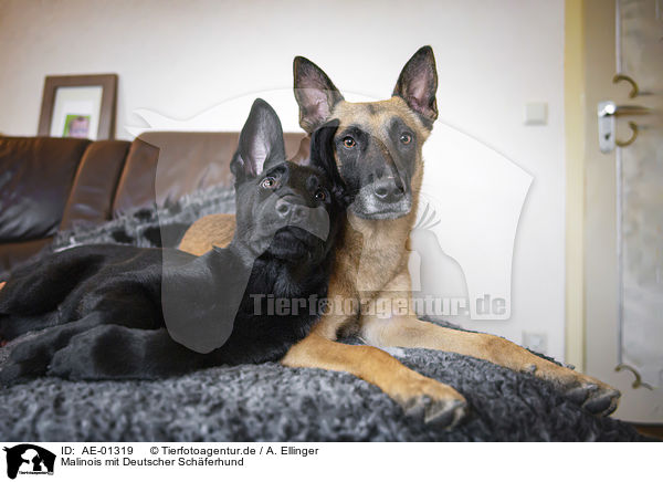 Malinois mit Deutscher Schferhund / AE-01319