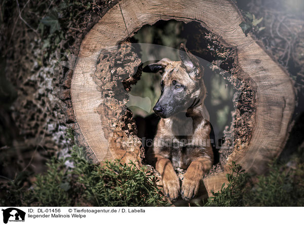 liegender Malinois Welpe / lying Malinois Puppy / DL-01456