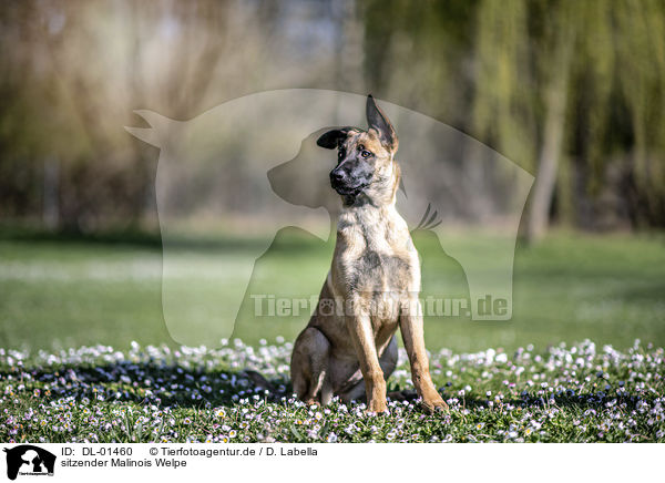 sitzender Malinois Welpe / DL-01460