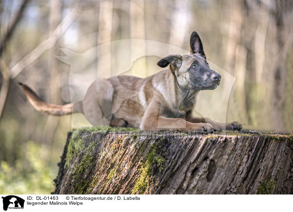 liegender Malinois Welpe / DL-01463