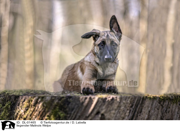 liegender Malinois Welpe / DL-01465