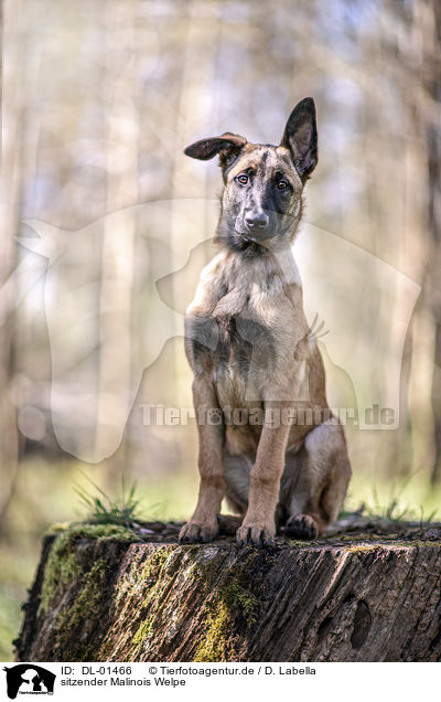 sitzender Malinois Welpe / DL-01466
